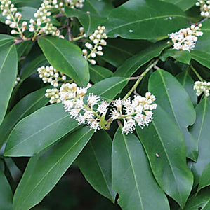 Carolina Cherry Laurel (Prunus caroliniana)