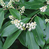 Carolina Cherry Laurel (Prunus caroliniana)