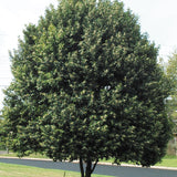 Carolina Cherry Laurel (Prunus caroliniana)