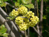 Fragrant Sumac (Rhus aromatica)