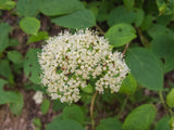 Hydrangea, Wild  (Hydrangea arborescens)