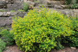 Bushy St. John's Wort (Hypericum densiflorum)