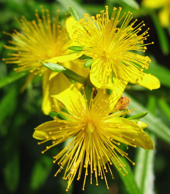 Bushy St. John's Wort (Hypericum densiflorum)