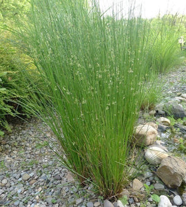 Soft Rush (Juncus effusus)