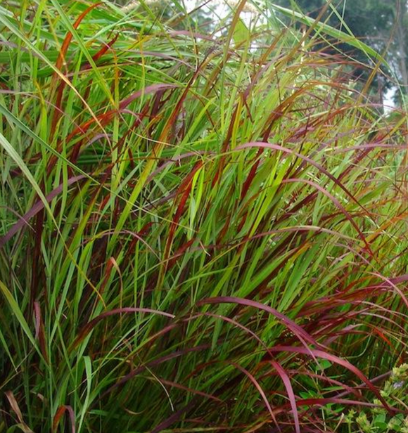 Switchgrass 'Shenandoah' (Panicum virgatum)