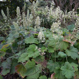 Alumroot, Hairy (Heuchera villosa)