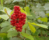 Fragrant Sumac (Rhus aromatica)