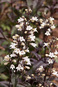 Beardtongue, Foxglove 'Husker Red' (Penstemon digitalis)