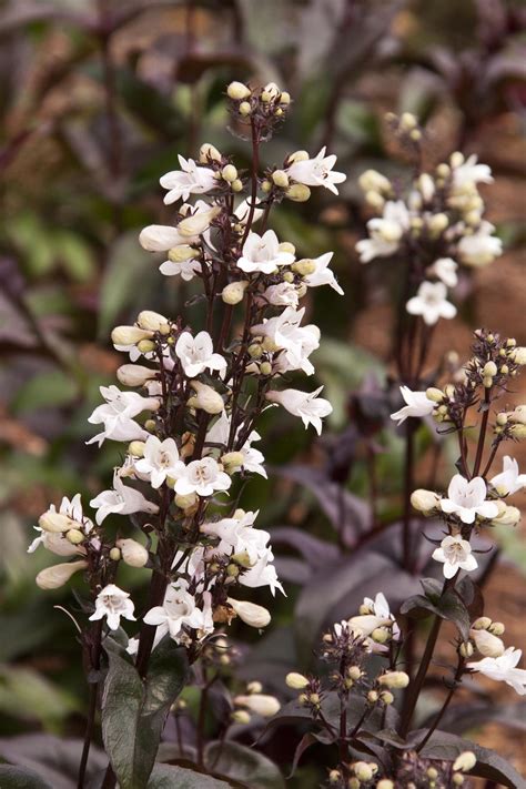 Beardtongue, Foxglove 'Husker Red' (Penstemon digitalis)