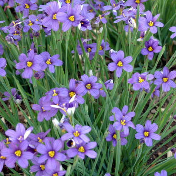 Blue-Eyed Grass 'Lucerne' (Sisyrinchium angustifolium)