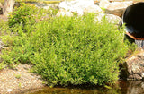 Willow, Silky (Salix sericea)