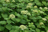 Hydrangea, Wild  (Hydrangea arborescens)