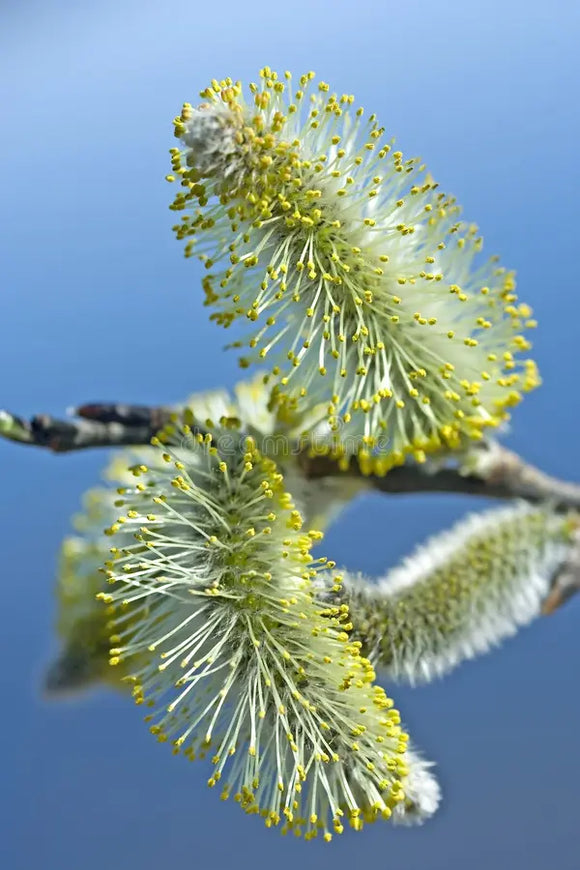 Willow, Silky (Salix sericea)