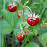 Wild Strawberry (Fragraria virginiana)