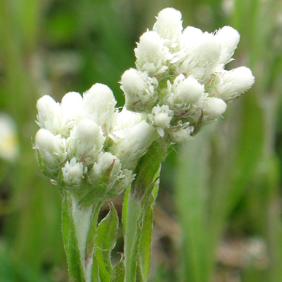 Plantain Pussytoes (Antennaria plantaginifolia)