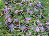 Blue-Eyed Grass 'Lucerne' (Sisyrinchium angustifolium)