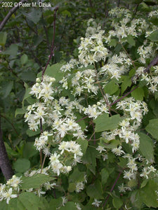 Virgin's Bower (Clematis virginiana)