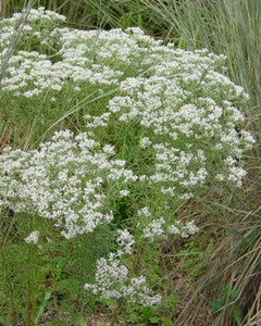 Boneset, Hyssop Leaf  (Eupatorium hyssopifolium)