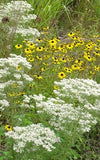 Boneset, Hyssop Leaf  (Eupatorium hyssopifolium)