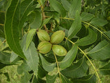 Pecan (Carya illinoiensis)