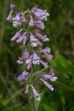 Beardtongue, Pink (Penstemon australis)