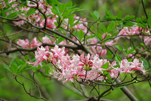 Azalea, Pinxterbloom (Rhododendron periclymenoides)