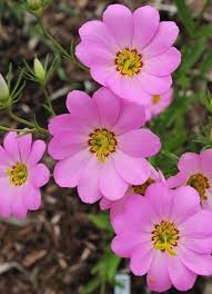 Rose Gentian, Plymouth (Sabatia kennedyana)