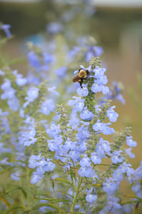 Sage, Blue (Salvia azurea)